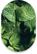 Feuilles de menthe